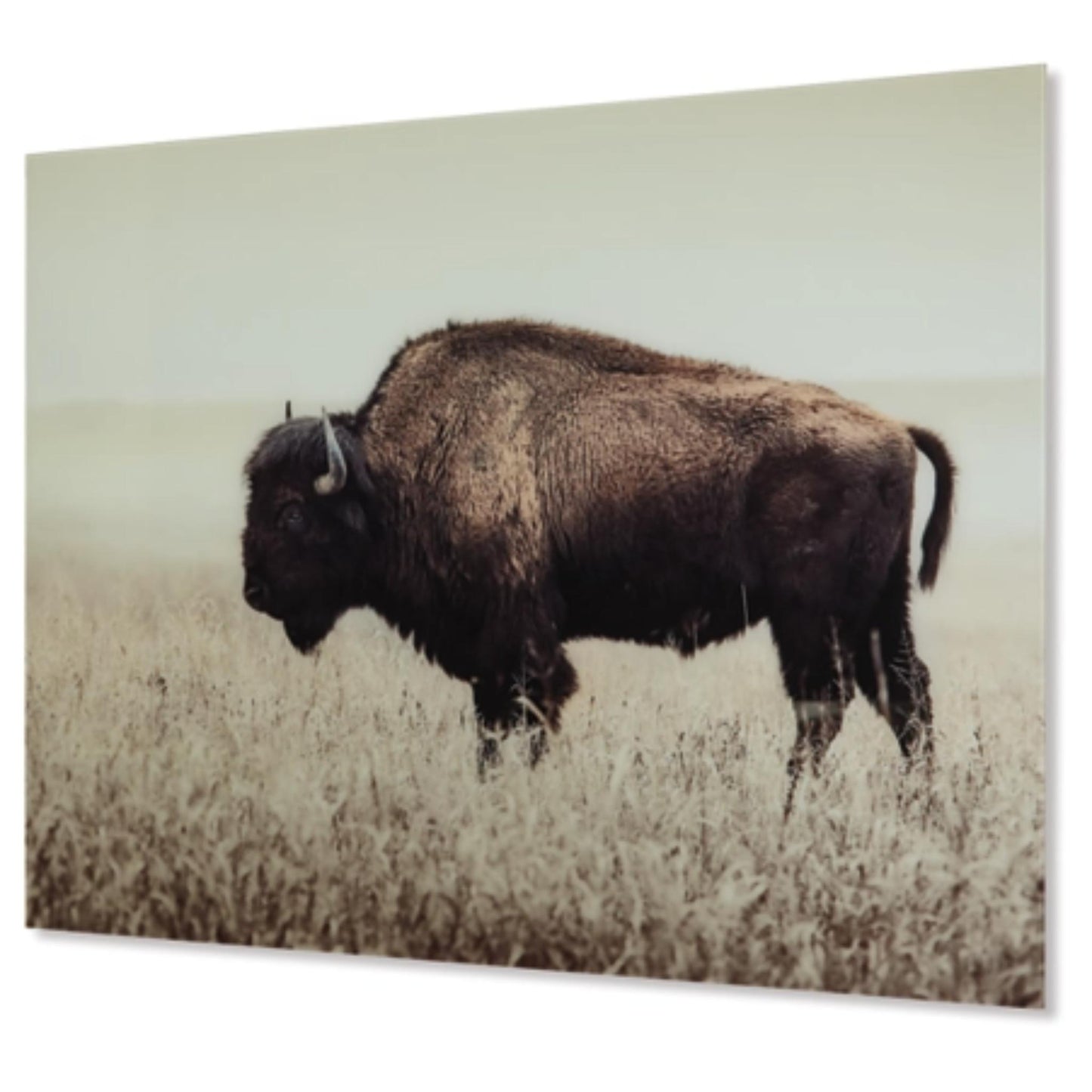 Brutus Wall Art